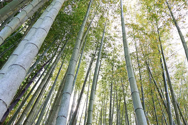 大多喜町の竹林