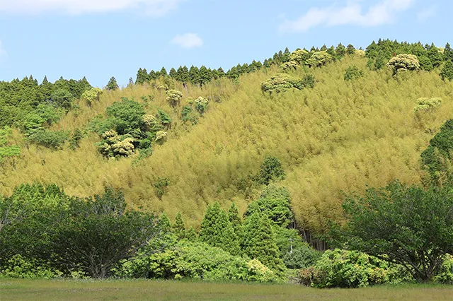 山肌に群生する竹林